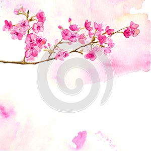 Pink background with watercolor branch of cherry