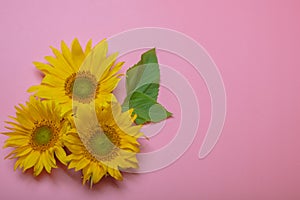 On a pink background, yellow sunflower flowers, there is a place for text