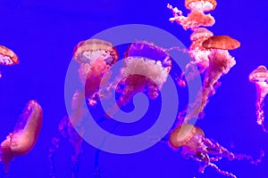 Pink backlit Jellyfish on a blue background - wallpaper