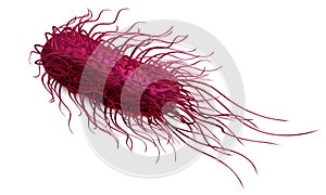 Pink bacteria salmonella