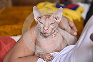 Pink bald cat in hands of men