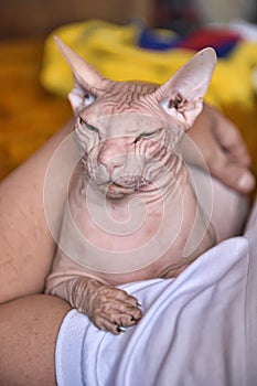 Pink bald cat in hands of men