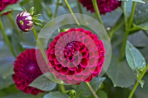Pink 'Ball Dahlias' flower