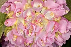 Pink Ball Dombeya (Dombeya wallichii)