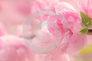 Pink balmy flowers of sakura close-up