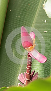pink banana blossom flower