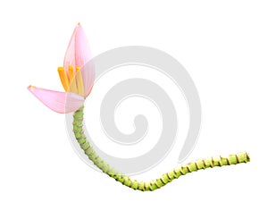 Pink banana flower