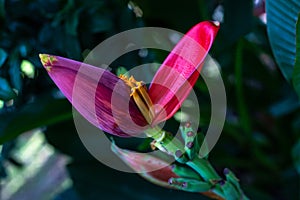 Pink banana flower on leafy plant. Banana blossom bud with open petal. Red yellow tropical flower vibrant photo