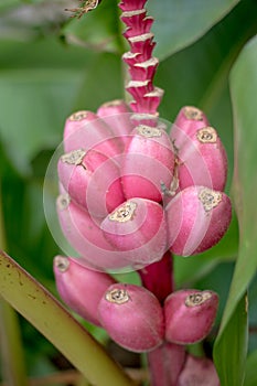 Pink banana flowering banana