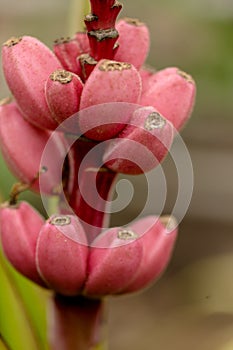 Pink bananas are in blossom