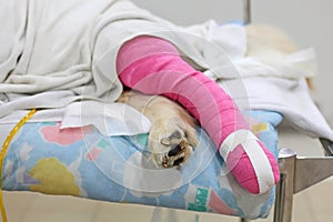 Pink bandage covering Golden retriever back leg