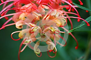 Pink Banksia photo