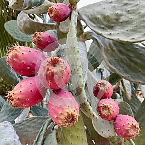 Pink barbary figs growing on the cactus in Sicily