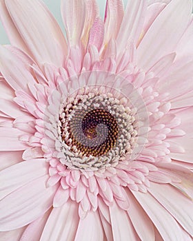 Pink Barberton daisy flower, Gerbera jamesonii, isolated on white background