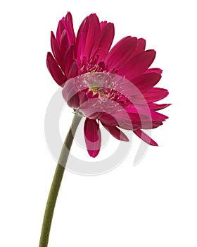 Pink Barberton daisy flower, Gerbera jamesonii, isolated on white background, with clipping path