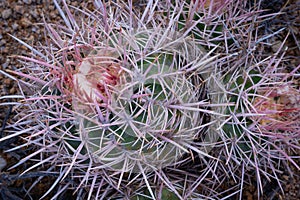 Pink Barrel Cactus thorns up close