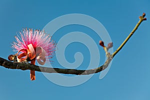 Pink barringtonia flower