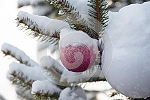 Pink bauble on fir branch covered with snow. Decorated christmas tree outdoors