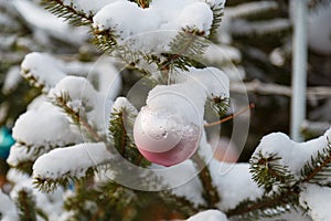 Pink bauble on fir branch covered with snow. Decorated christmas tree outdoors