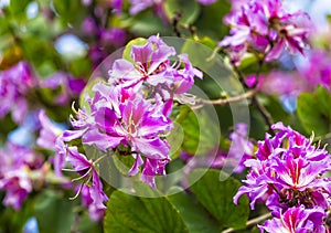 Pink Bauhinia flowering tree blooming in Israel, Closeup of Purple Orchid Tree flowers. Purple Bauhinia purpurea or Bauhinia