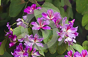 Pink Bauhinia flowering tree blooming in Israel, Closeup of Purple Orchid Tree flowers. Purple Bauhinia purpurea or Bauhinia