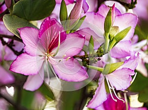 Pink Bauhinia flowering tree blooming in Israel, Closeup of Purple Orchid Tree flowers. Purple Bauhinia purpurea or Bauhinia