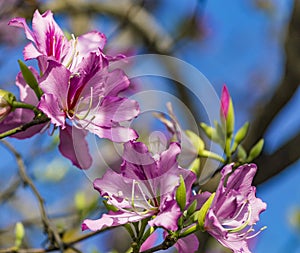 Pink Bauhinia flowering tree blooming in Israel, Closeup of Purple Orchid Tree flowers. Purple Bauhinia purpurea or Bauhinia