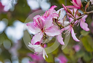 Pink Bauhinia flowering tree blooming in Israel, Closeup of Purple Orchid Tree flowers. Purple Bauhinia purpurea or Bauhinia