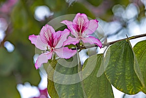 Pink Bauhinia flowering tree blooming in Israel, Closeup of Purple Orchid Tree flowers. Purple Bauhinia purpurea or Bauhinia