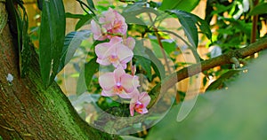 Pink bauhinia orchid grows on a tree, flower blossom. Violet pink exotic tropical bloom, jungle rainforest atmosphere