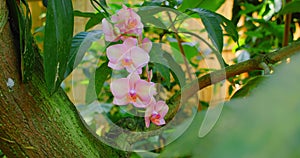 Pink bauhinia orchid grows on a tree, flower blossom. Violet pink exotic tropical bloom, jungle rainforest atmosphere