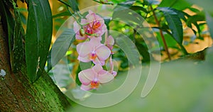 Pink bauhinia orchid grows on a tree, flower blossom. Violet pink exotic tropical bloom, jungle rainforest atmosphere