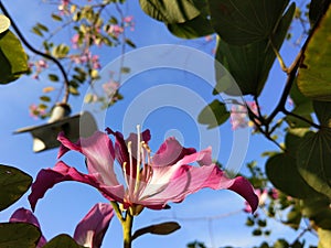 Pink Bauhinia purpura flower with blue sky background photo