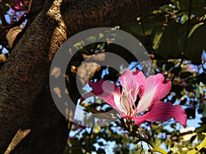 Pink Bauhinia purpura flower with blue sky background photo