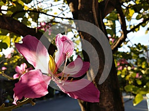 Pink Bauhinia purpura flower with blue sky background photo