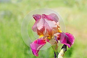 Pink Bearded Iris Flower