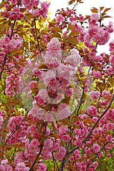 Almond blossoms