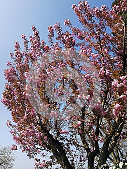 Cherry blossom tree blooming during spring time