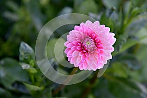 Pink beautiful dahlia in the garden