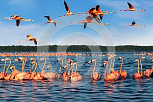 Pink beautiful flamingos in a beautiful blue lagoon. Mexico. Celestun national park.