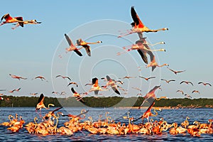 Pink beautiful flamingos in a beautiful blue lagoon. Mexico. Celestun national park.