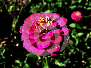 Pink beautiful flower