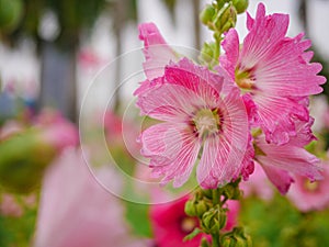 Pink beautiful flower and blurred nature background  in