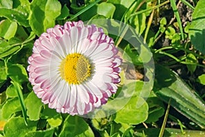 Pink beautiful flower in the field