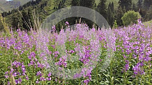 Pink beautiful flowers against the backdrop of a mountain landscape