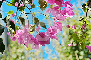 Pink beautiful flowers on a bush, background, beauty, nature