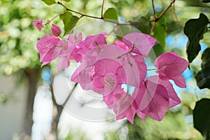 Pink beautiful flowers on a bush, background, beauty, nature