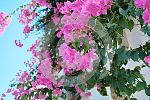 Pink beautiful flowers on a bush, background, beauty, nature