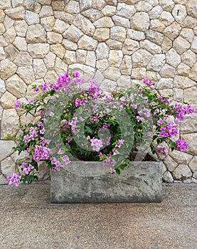 Pink beautiful flowers in a pot on the stone wall background with copy space.