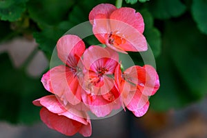 Pink beautiful geranium flower on a dark background